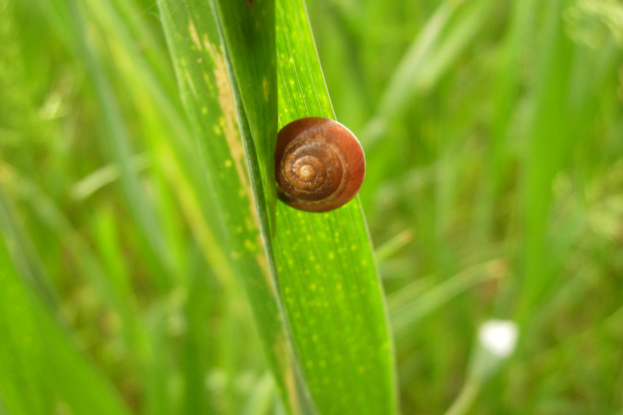 Chiocciole reggiane